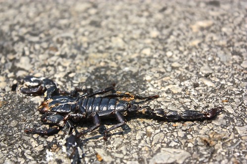 scorpions roadkill. now you don't see that every day