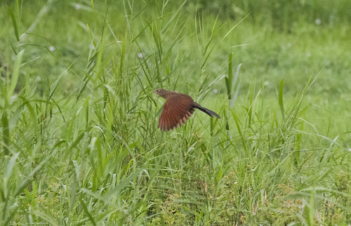 thailand lessercoucal centropusbengalensis