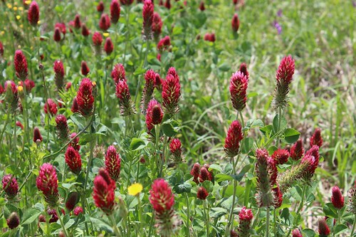 flowers red colors yellow blossoms buds clover