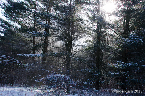 trees sun mist snow wind