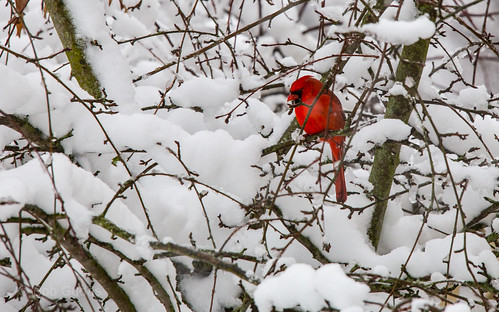 winter snow cardinal springlake fruitportroad fruitportroadsnowspringlake