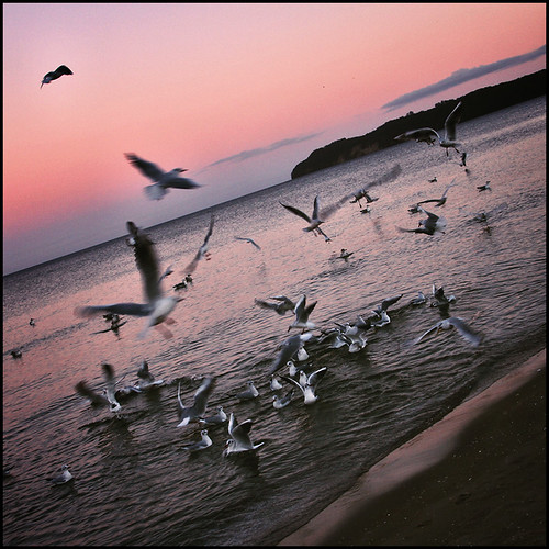 sunset sea beach coast seagull gull ostsee