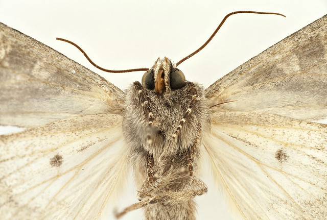 Apamea aurinticolor Masculino