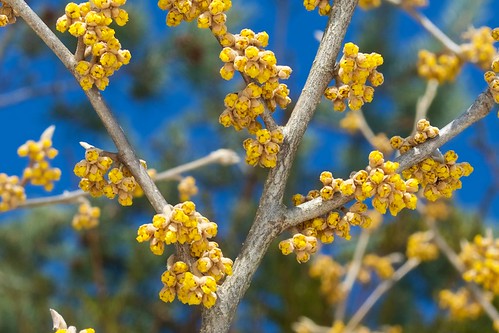 budding hamamelisvernalis shrub spring springbloom springbloomingshrub vernalwitchhazel