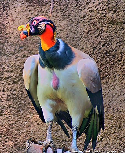 nature birds animals vultures zoos zooanimals vertebrates avians kingvultures captiveanimals carrioneaters greaterlosangeleszoo newworldavians southamericanavians westernhemisphereavians