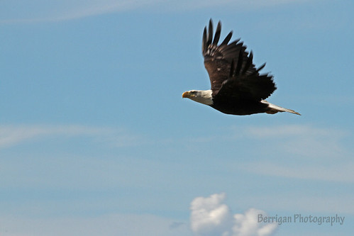 jedibob alaska eagle bald scenic nature outdoors wild birds summer