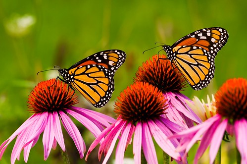monarchbutterfly monarch butterfly pittsfieldtwp pittsfieldtownship danausplexippus hickorywoodspark 1000views onethousandviews