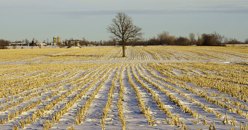 winter sunset field cornfield raw explore agriculture