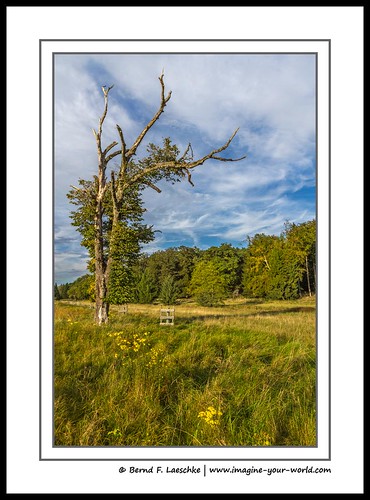 travel trees sky color nature clouds germany landscape photography countryside scenery europe fotografie scenic meadow wetlands environment blackforest ecosystem marshlands moorlands imagineyourworld berndflaeschke