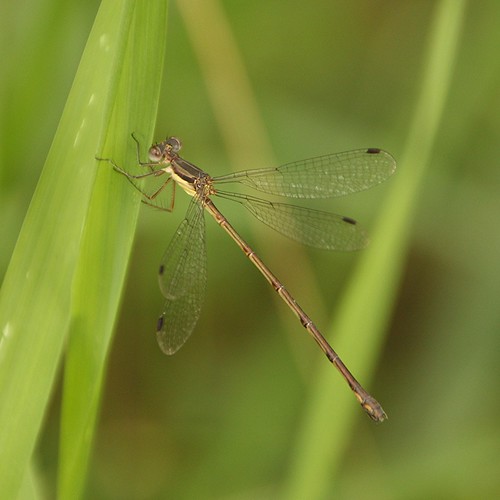 insect ngc damselfly lestes lestidae