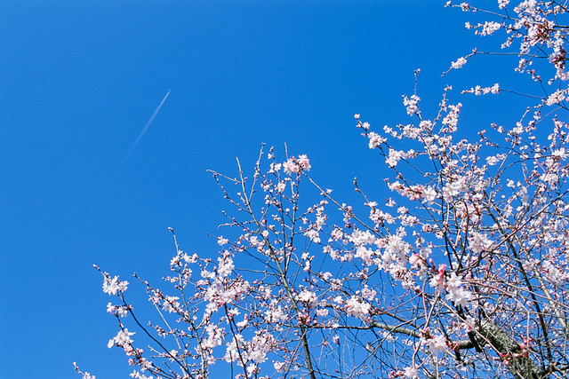 桜と飛行機雲 / Sakura and Contrail