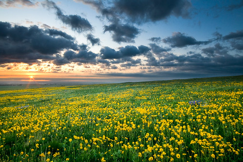 morning flowers blue favorite green yellow clouds sunrise golden spring flora colorado unitedstates sunburst prairie grasslands jeffersoncountyopenspace