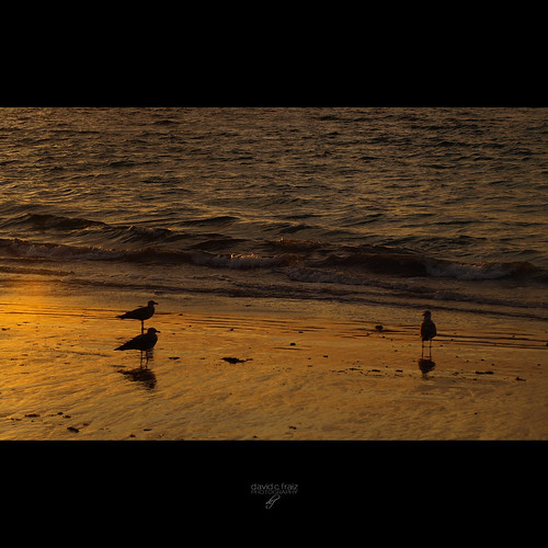 sunset sea orange reflection water yellow mar sand agua sundown dusk seagull gull wave arena galicia amarillo foam reflejo puestadesol naranja gaviota ola anochecer espuma marín aguete zuiko50mmf18