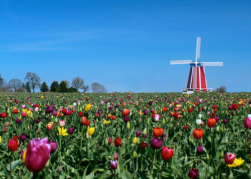oregon canon spring tulips t3i woodenshoetulipfarm woodenshoetulipfestival woodburnoregon