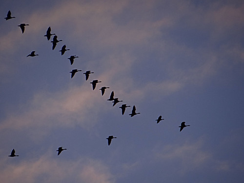 birds geese migration