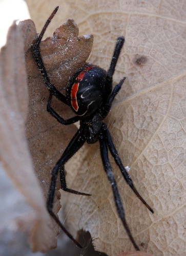 southwest nature outdoors spider spring arachnid kansas blackwidow highplains latrodectus southwestkansas
