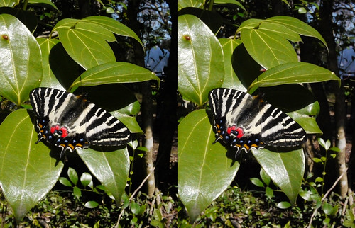 Luehdorfia japonica, stereo parallel view