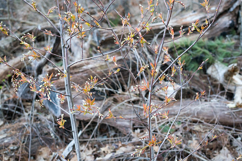 01776 Serviceberry Flower Buds