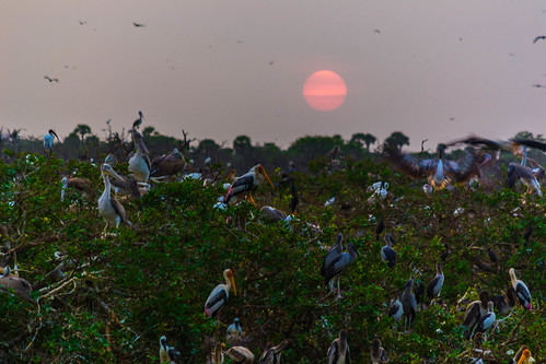 india bird sunrise nikon pelican egret tamilnadu kumar kumaravel vedanthangal vedanthangalbirdsanctuary d3100