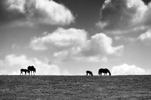 horses bw landscape nikon kentucky pasture versailles equestrian thoroughbred woodford foals d90