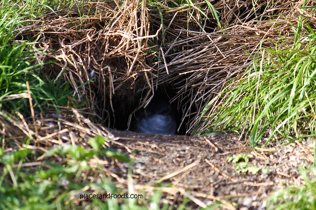 the nobbies penguin burrow