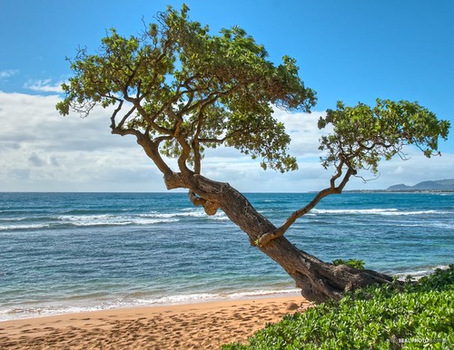 travel vacation tree hawaii nikon kauai hawaiian hdr govisithawaii d7000