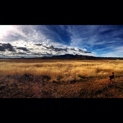 morning arizona sky dog mountains grass roadtrip iphone