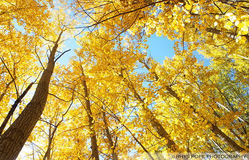 blue autumn sky plant color colour tree fall up yellow forest canon woods bright australia aussie bathurst oberon lithgow 500d centraltablelands rhyspope