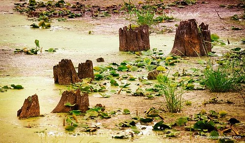 wood nature wet grass landscape vermont unitedstates swamp stump bog vt lakechamplain alburgh