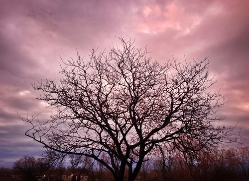 sunset tree syracuse