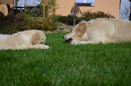 dogs garden puppy golden retriever