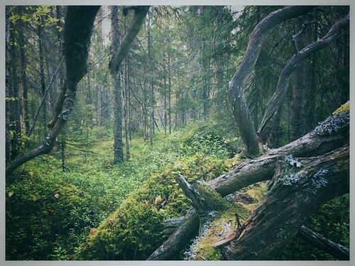 spruce log forest boreal virginforest