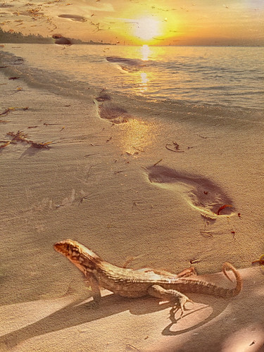 footsteps sky sunset color magic lizards beach fun dang
