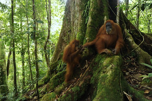 sumatra primate bukitlawang sumatranorangutan gunungleuser pongoabelii