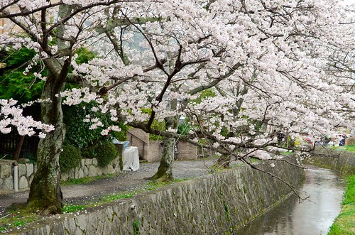 Philosopher's Walk in Kyoto, with Sakura
