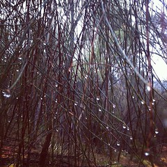 Rain droplets on casuarinas. #mtainslie #canberra