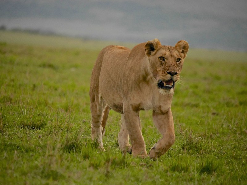 Gran dia en el M.Mara viendo cazar a los guepardos - 12 días de Safari en Kenia: Jambo bwana (51)