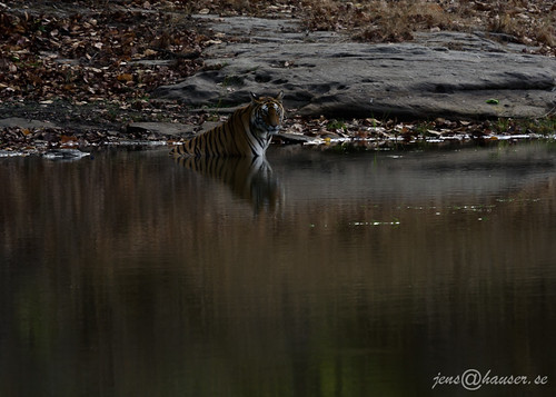 india mammal tiger in bengaltiger madhyapradesh pantheratigris pantheratigristigris pipraundh