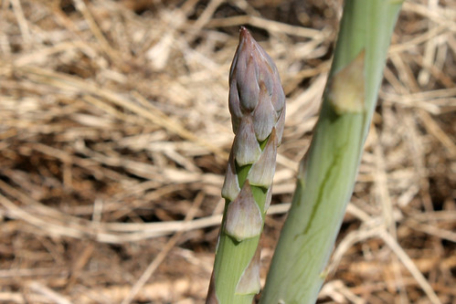 asparagus 082