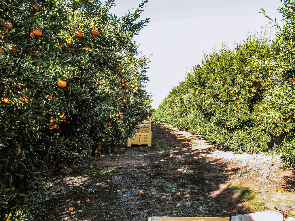 Mandarin Orange Farmland