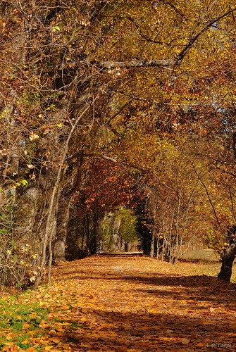 madrid autumn light españa naturaleza tree luz nature leaves forest landscape hojas leaf spain nikon camino path paisaje colores bosque árbol otoño rascafría sendero nikond3000