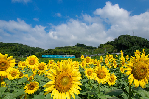 五條市 奈良県 ヒマワリ flower japan 和歌山線