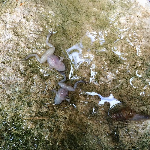 The recent deluge we experienced for days on end down here in Texas was much needed, but it made me melancholy. I have been feeling extra sensitive, soft underbelly exposed - as vulnerable as these poor sweet tree-frogs I found drowned in the rainwater fi