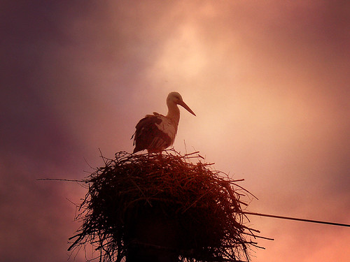 sunset italy bird nature italia nest stork fagagna cicogna oasideiquadris feagne friuoi