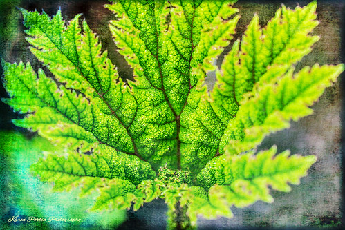texture leaf seattleflickrmeetup flowerworld encounterlaura stroll1304