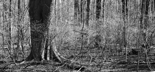 blackandwhite panorama april buddingtrees tinkerpark returnofpersephone
