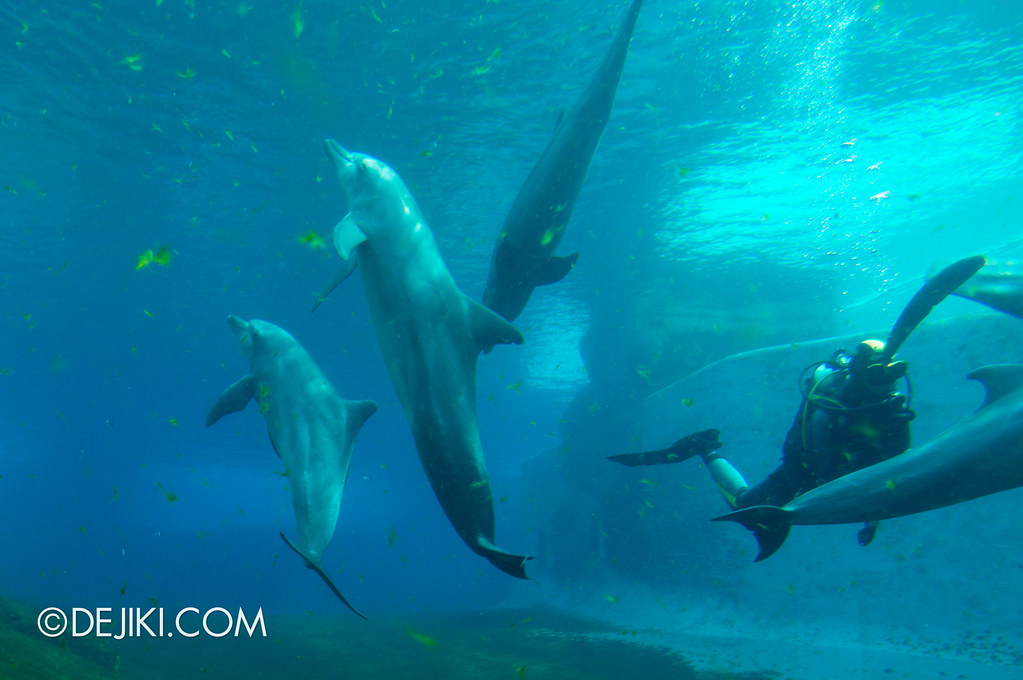 Marine Life Park Singapore - S.E.A. Aquarium - Dolphins 3