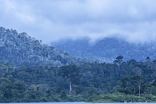 naturanature montagne mountains foresta forest nikond700 africa cameroon alberi trees nuvole clouds panorama landscape