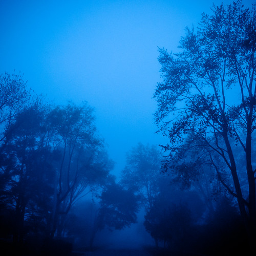 road trees light shadow fog square landscape lowlight nikon foggy d5000 noahbw