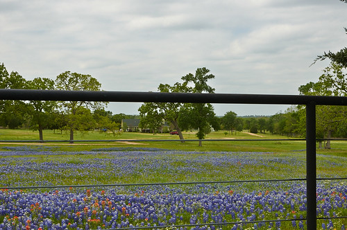 texas wildflowers bluebonnets hff grimescounty